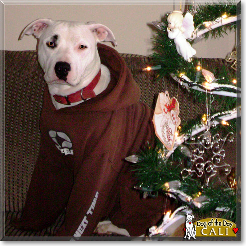 Cali, the Dog of the Day