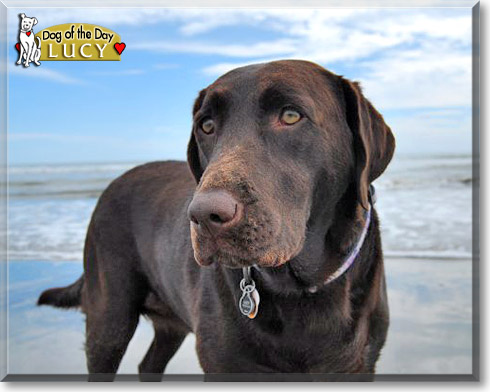 Lucy, the Dog of the Day