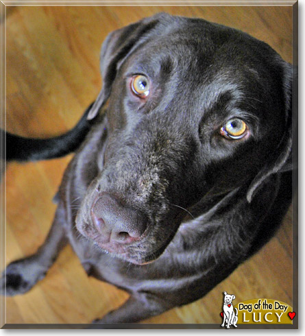 Lucy, the Dog of the Day