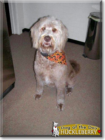 Huckleberry, the Dog of the Day