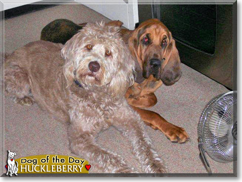Huckleberry, the Dog of the Day