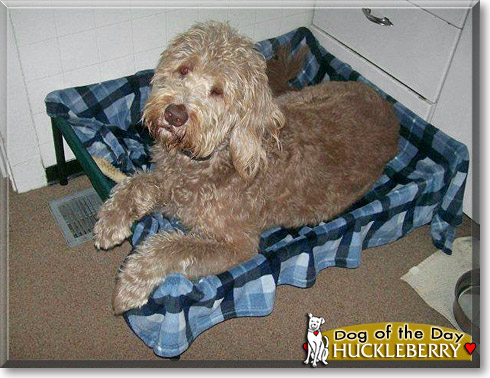 Huckleberry, the Dog of the Day