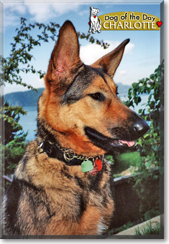 Charlotte, the Dog of the Day Charlotte, the Dog of the Day