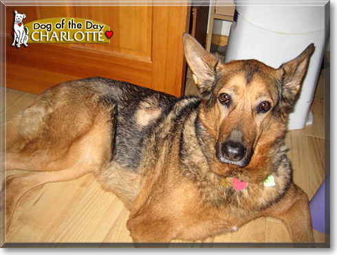 Charlotte, the Dog of the Day Charlotte, the Dog of the Day