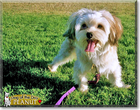 Peanut, the Dog of the Day