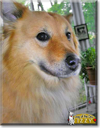 Izzy, the Dog of the Day