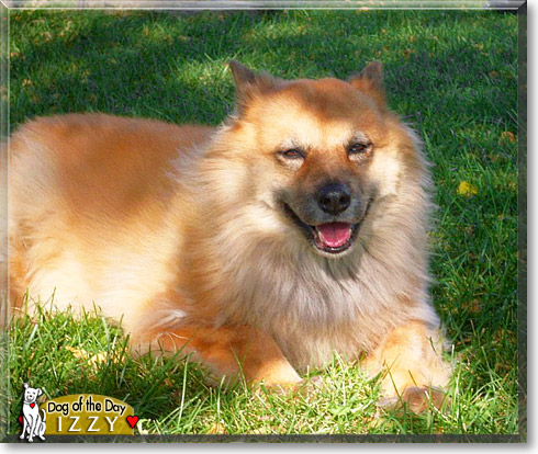 Izzy, the Dog of the Day
