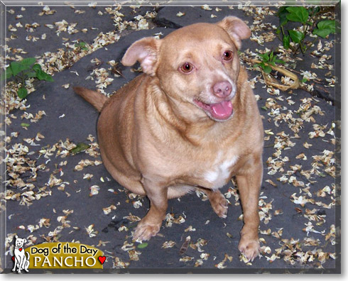 Pancho, the Dog of the Day
