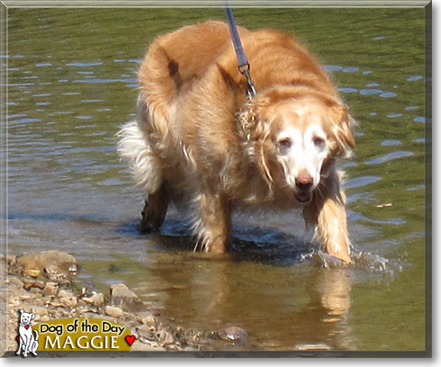 Maggie, the Dog of the Day