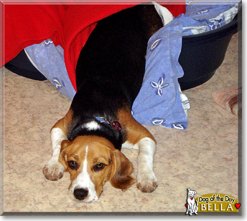 Bella, the Dog of the Day