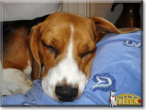 Bella, the Dog of the Day