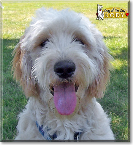 Kody, the Dog of the Day