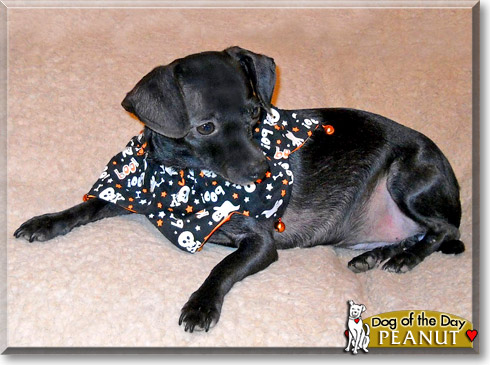 Peanut, the Dog of the Day