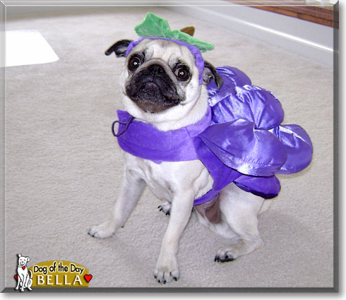 Bella, the Dog of the Day