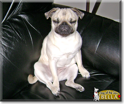 Bella, the Dog of the Day