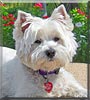 Tootsie