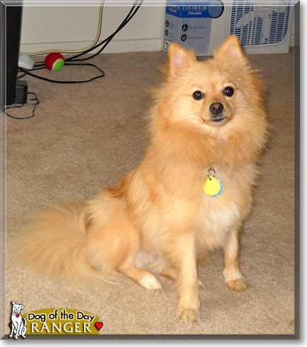 Ranger, the Dog of the Day