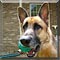 Dog of the Day