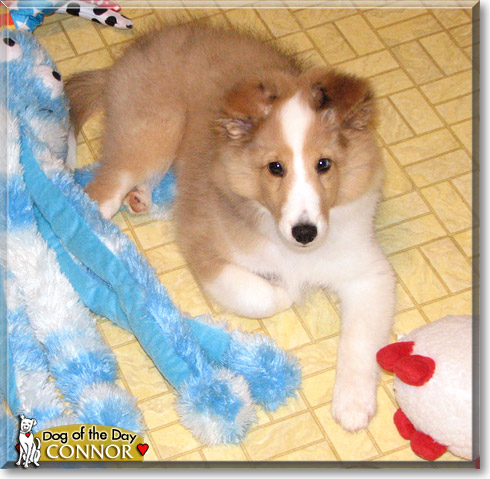 Connor, the Dog of the Day