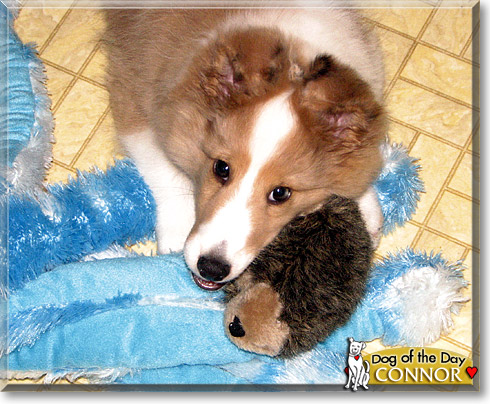 Connor, the Dog of the Day