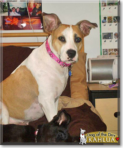Kahlua, the Dog of the Day
