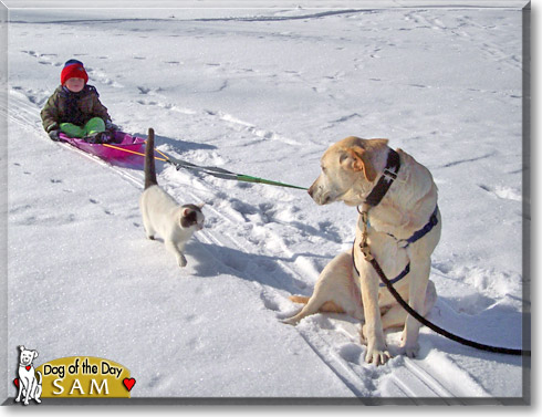 Sam, the Dog of the Day