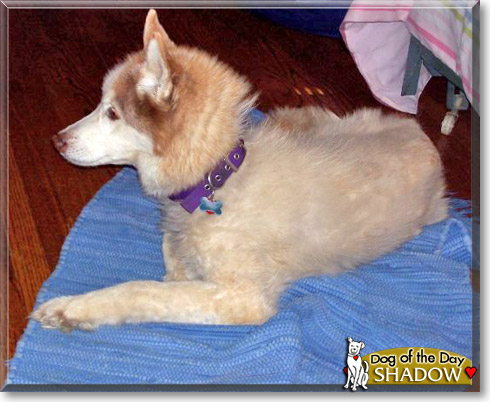 Shadow, the Dog of the Day