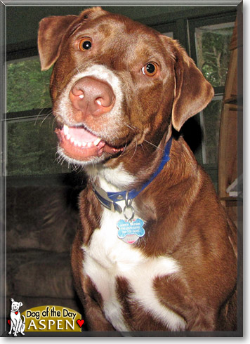 Aspen, the Dog of the Day