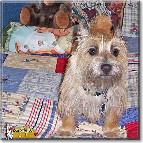 JT, the Dog of the Day
