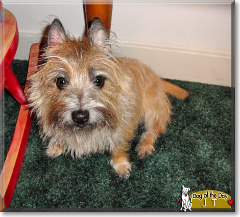JT, the Dog of the Day