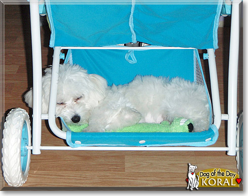Koral, the Dog of the Day