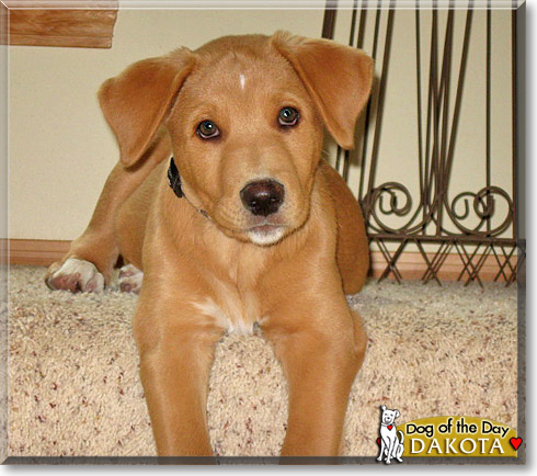 Dakota, the Dog of the Day