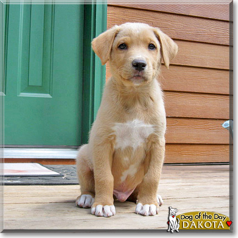 Dakota, the Dog of the Day