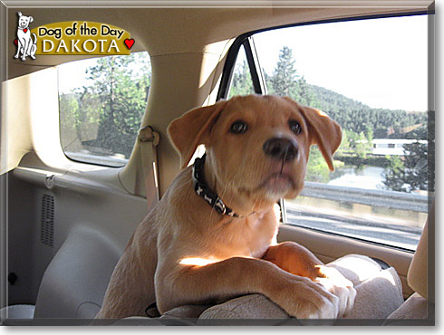 Dakota, the Dog of the Day