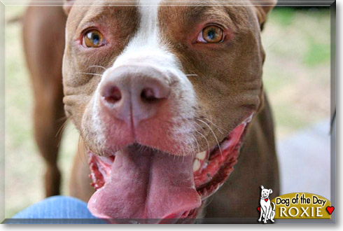 Roxie, the Dog of the Day