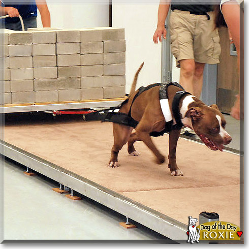 Roxie, the Dog of the Day