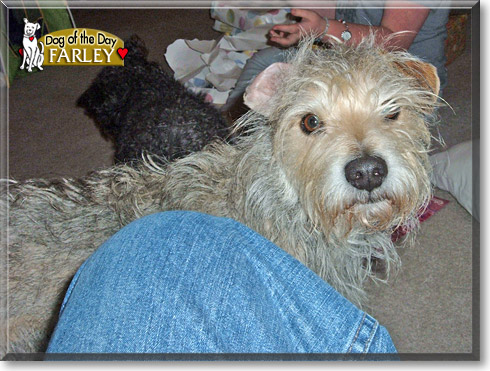 Farley, the Dog of the Day