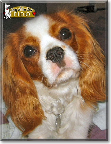 Fido, the Dog of the Day