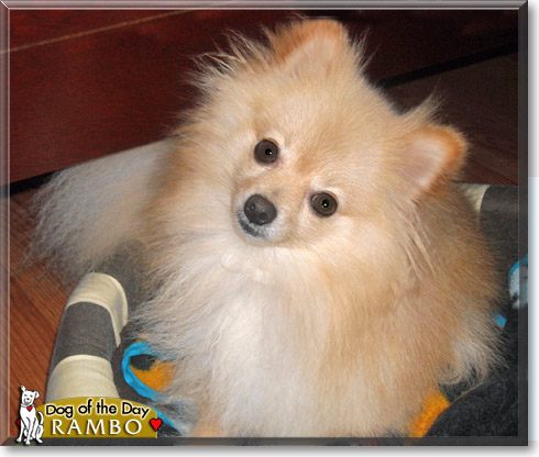 Rambo, the Dog of the Day