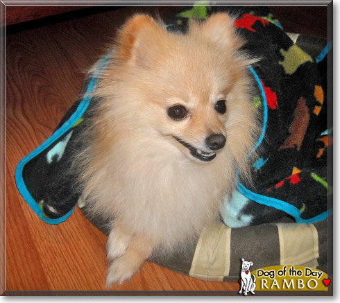 Rambo, the Dog of the Day