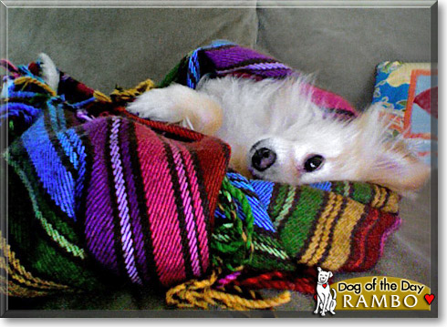 Rambo, the Dog of the Day