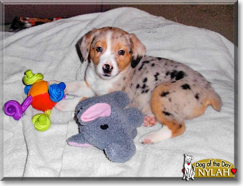 Nylah, the Dog of the Day