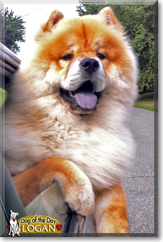 Logan, the Dog of the Day