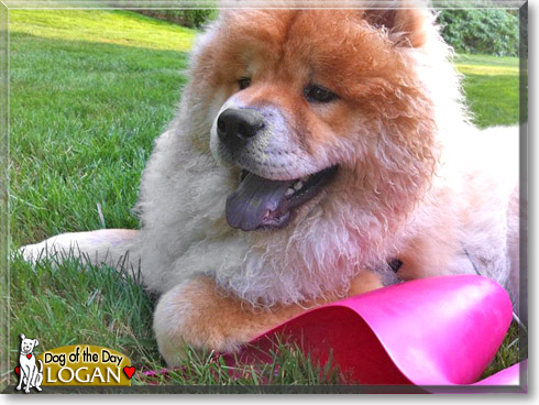 Logan, the Dog of the Day