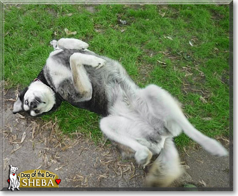 Sheba, the Dog of the Day