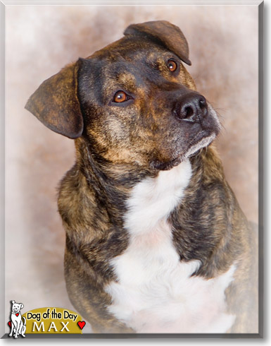 Max, the Dog of the Day Max, the Dog of the Day