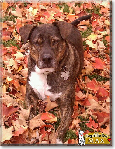 Max, the Dog of the Day Max, the Dog of the Day