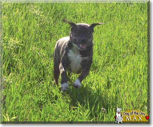 Max, the Dog of the Day Max, the Dog of the Day