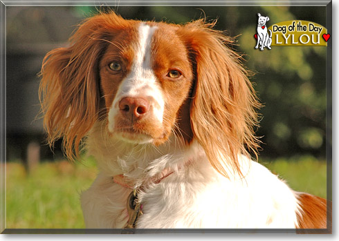 Lylou, the Dog of the Day