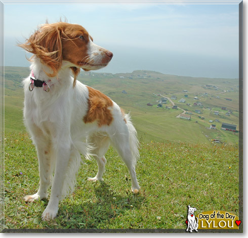 Lylou, the Dog of the Day